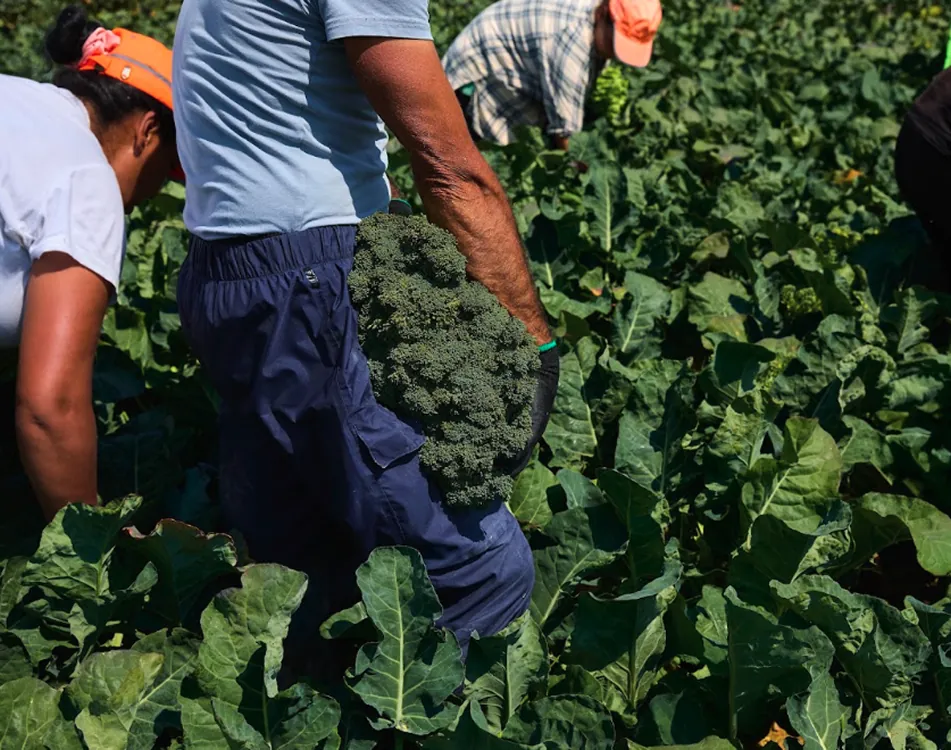 Growers harvesting kale by hand in a field of greens