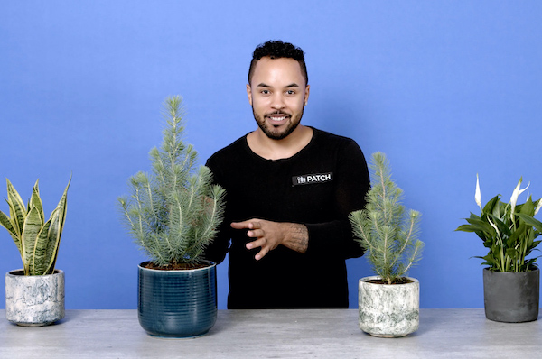 Mindful Chef x Patch Plants